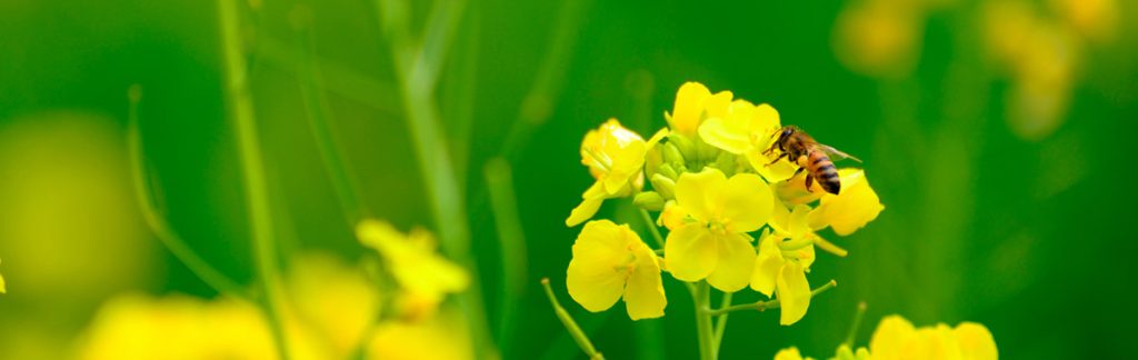 ミツバチと菜の花