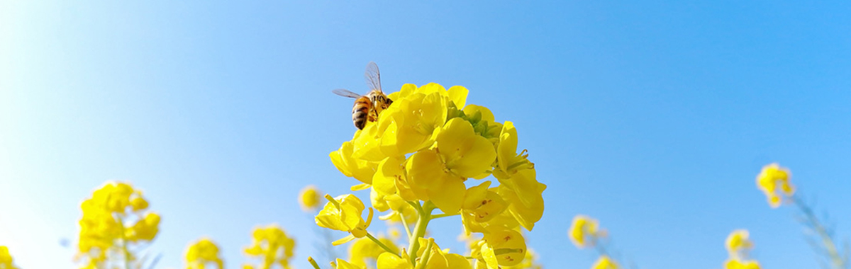 ミツバチと青空